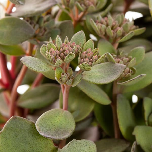 2 qt. Sedum Sunsparkler Wildfire Plant with No Blossoms in Grower Pot