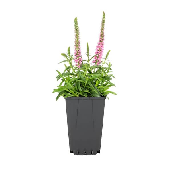 METROLINA GREENHOUSES 2.5 qt. Veronica Speedwell Magic Show Pink Potion Plant with Pink Blossoms in Grower Pot