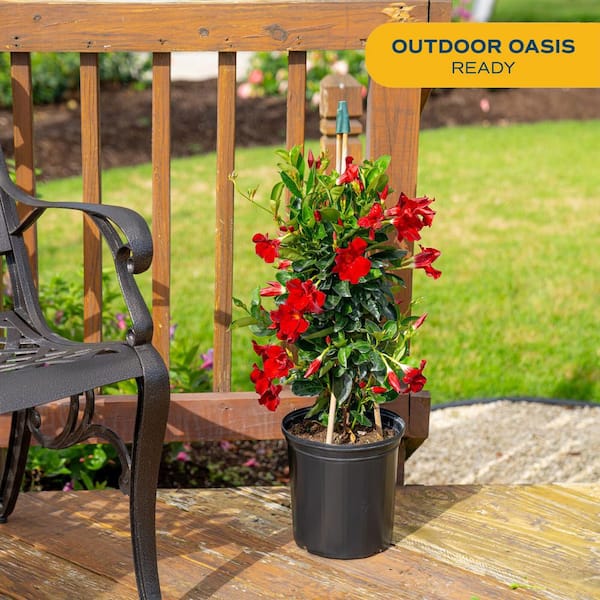 Grower's Choice Outdoor Vining Mandevilla Trellis in 9.25 in. Grower Pot, Avg. Shipping Height 2-3 ft. Tall