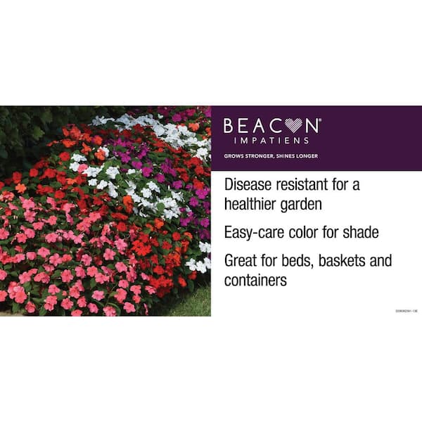 BEACON 2.5 Qt. #1 Red Beacon Impatiens Outdoor Annual Plant with