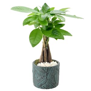 4-1/2 in. Money Tree Tropico Leaf Blue Ceramic Planter