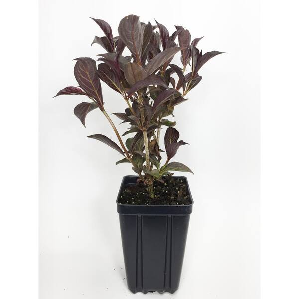 Reviews for Proven Winners Wine and Roses Weigela Flowering Shrub Pg