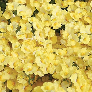 4.25 in. Eco+Grande Sunsatia Lemon (Nemesia) Live Plant, Yellow Flowers (4-Pack)