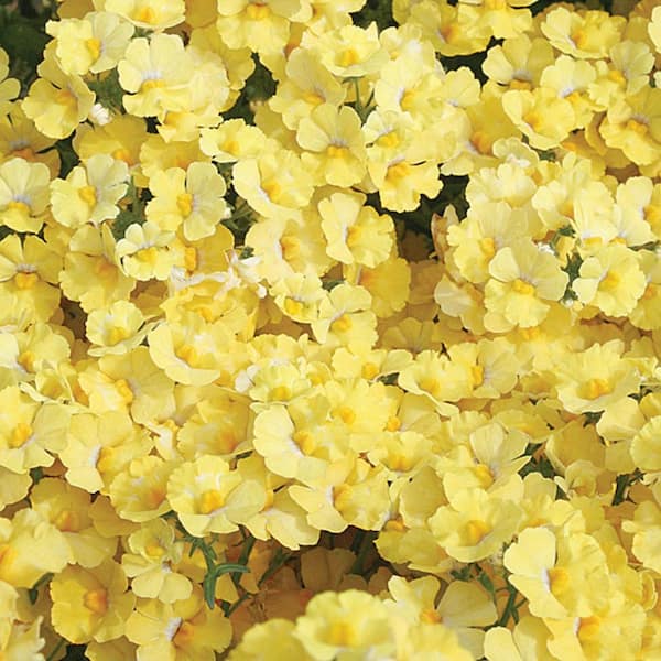 PROVEN WINNERS 4.25 in. Eco+Grande Sunsatia Lemon (Nemesia) Live Plant, Yellow Flowers (4-Pack)