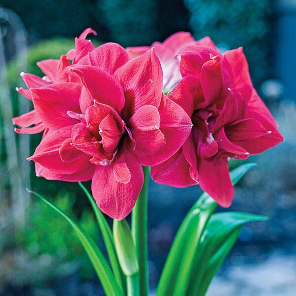 Breck's Sweet Nymph Double Amaryllis (Hippeastrum) Bulbs (3-Pack)