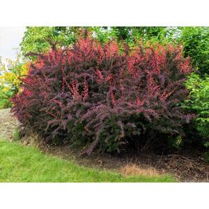 1 Gal. Rose Glow Barberry Shrub Deep Purple Foliage Naturally Mottled with Rosepink Splashes