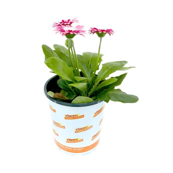 Vigoro 2.5 qt. Gerbera Garvinea Perennial Plant with Pink Flowers (1-Pack)