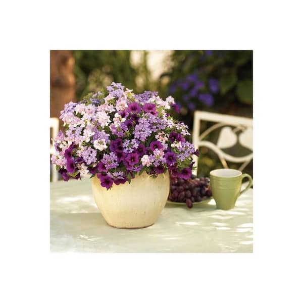 PROVEN WINNERS 4.25 in. Eco plus Grande Aromance Pink (Nemesia
