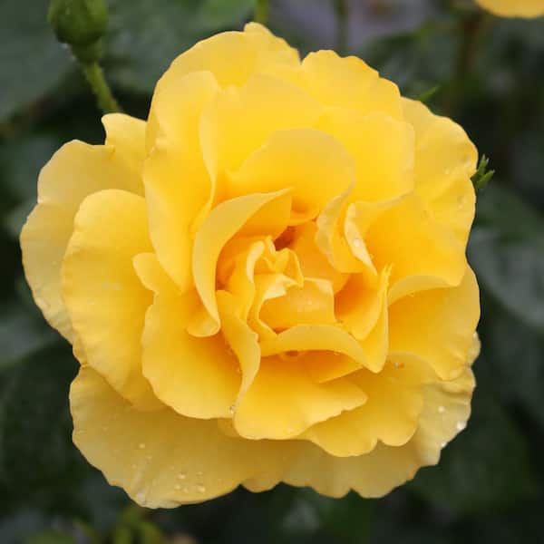 PROVEN WINNERS 1 gal. Reminiscent Yellow Garden Rose (Rosa Hybrid) Live Flowering Shrub with Yellow Flowers