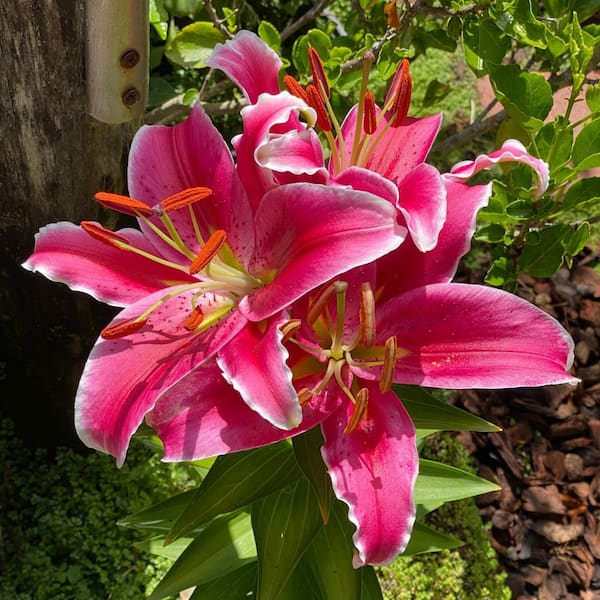 national PLANT NETWORK Lily Stargazer Mixed Bulbs (5-Pack) HD3430