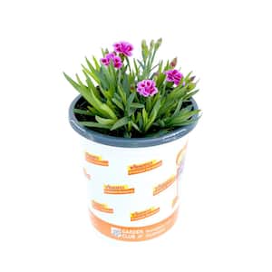 1 Qt. Dianthus Pink Kisses Carnation Perennial Plant (1-Pack)