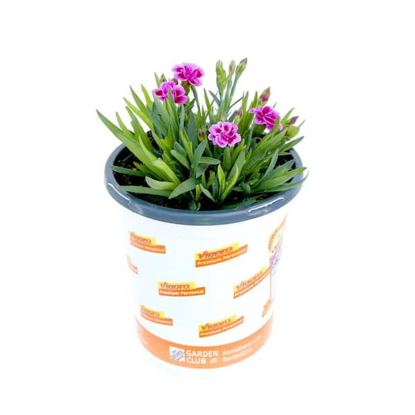 Vigoro 1 Qt. Dianthus Pink Kisses Carnation Perennial Plant (1-Pack)