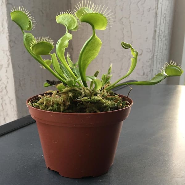 Unbranded Venus Fly Trap (Dionaea) in 3 in. Brown Pot