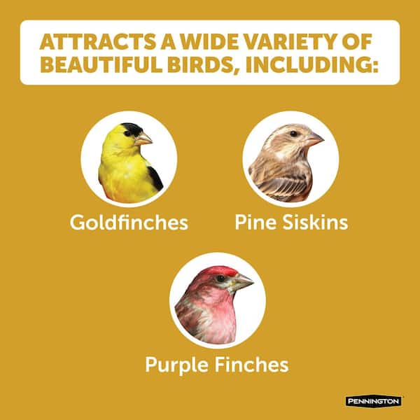 Premium 10 lb. Thistle Nyjer Bird Seed Food for Finches and Other Wild Birds