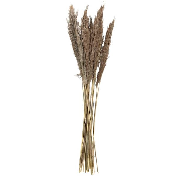 Litton Lane Pampas Natural Foliage with Long Stems (One Bundle) 043435 -  The Home Depot