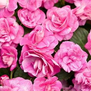 4.25 in. Double Impatiens Rockapulco Rose Live Impatiens Plant with Double-Pink Flowers (4-Pack)
