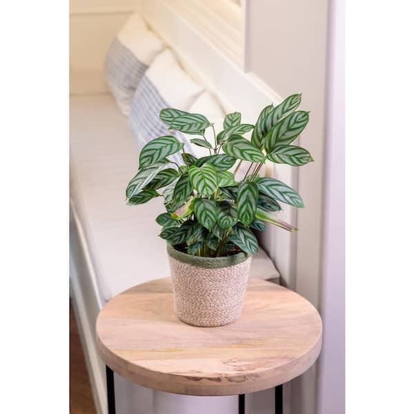 PROVEN WINNERS 7 in. Sweet Dreams Exotica Setosa (Ctenanthe) Never Plant, Live Plant, Seagrass Container (1-Pack)