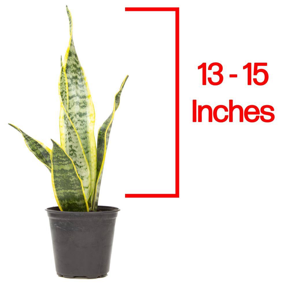 Sansevieria Laurentii Green Indoor Snake Plant in Plastic Planter