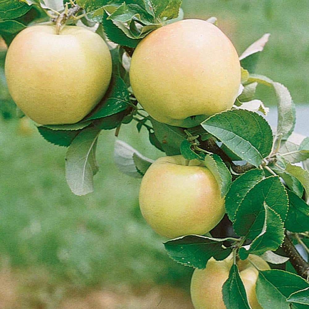 Yates Apple Tree | The Yates Red Apple Tree is a deliciously sweet and  juicy fruit tree grown in USDA zones 5-8. It reaches a mature height of  12-15