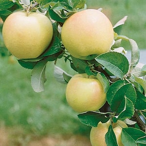 Transparent Yellow Apple Live Potted Deciduous Standard Fruiting Tree (1-Pack)