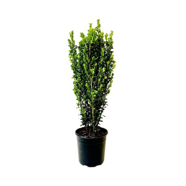 Unbranded 2.5 qt. Sky Pencil Japanese Holly (Ilex) Evergreen Live Plant Narrow Upright Growth Habit (1 Each)