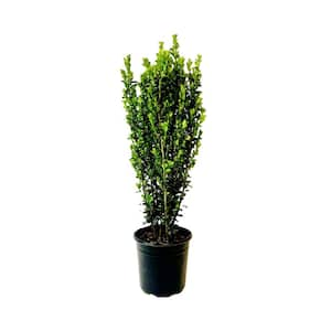 2.5 qt. Sky Pencil Japanese Holly (Ilex) Evergreen Live Plant Narrow Upright Growth Habit (1 Each)