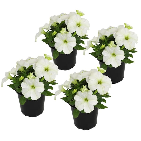 ALTMAN PLANTS White Petunias Flowers Garden Annual Plants in 4 in. Grower Pots (Includes 4 Outdoor Plants) (4-Pack )