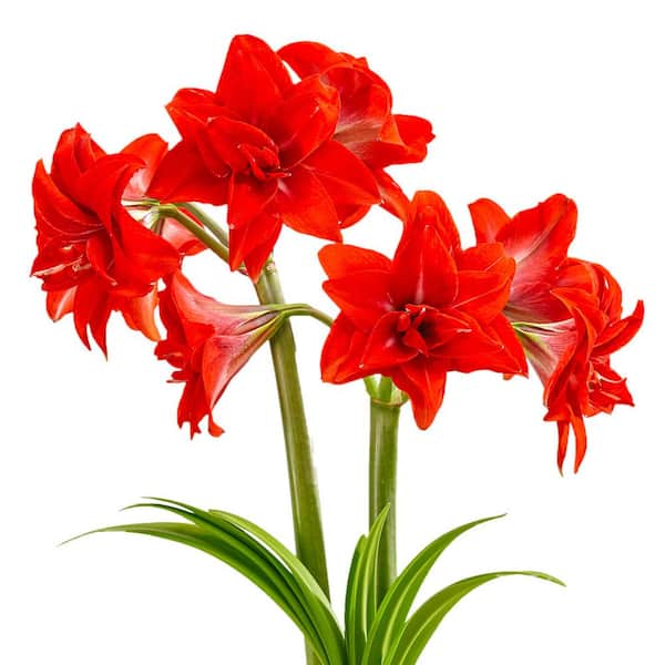 Breck's 4 in. Bulb Double Delicious Amaryllis Dormant Red Flowering (1-Pack)