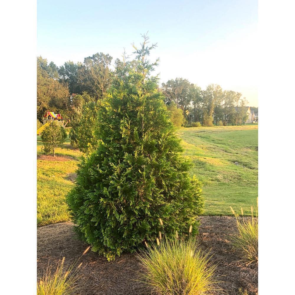 2.25 Gallon Green Giant Arborvitae Live Evergreen Shrub