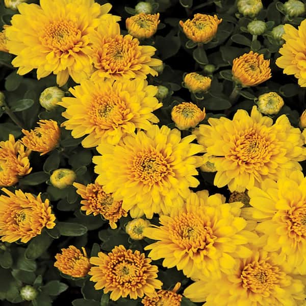 Unbranded 9 in. Gigi Yellow Chrysanthemum Perennial Plant