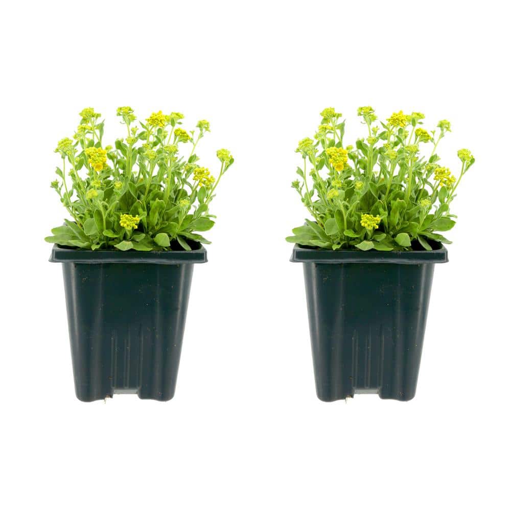 Perennial Aurinia saxatilis Summit Golden Yellow 1.0 qt. (2-Pack)