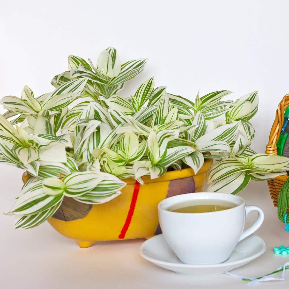 6 in. Tradescantia Pistachio White Succulent in Black Planter
