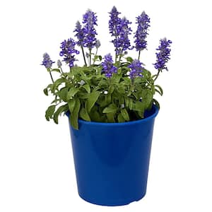 1.5 Gal. Salvia Plant Blue Emotions in 8.25 in. Grower's Pot