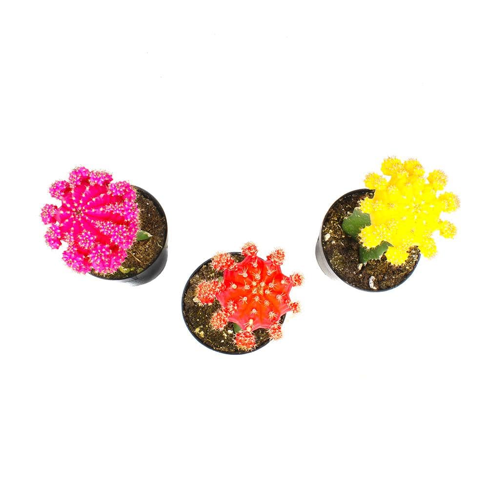 Multicolor Grafted Cactus Plants 3-Pack in 2.5-Inch Pots