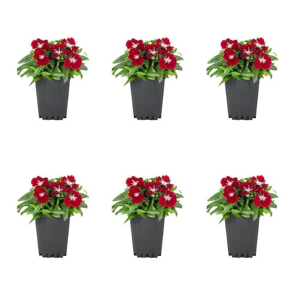 METROLINA GREENHOUSES 1 Pt. Dianthus Red Annual Plant (6-Pack)