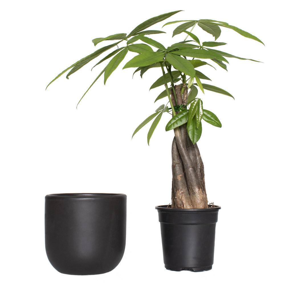 30" Black Ceramic Braided Money Tree Indoor Plant