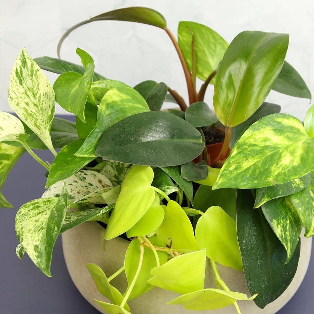 Assorted Pothos and Philodendron 6-Pack in Black Plastic Pots