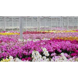 Orchid - Indoor Plants - Garden Center - The Home Depot