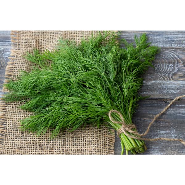1.5 Qt. Herb Plant Dill in 6 In. Deco Pot (4-Plants)