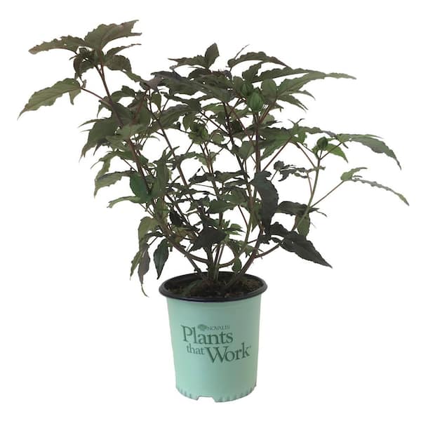 Plants That Work Rose Mallow (Hibiscus) Midnight Marvel (Live Plant)