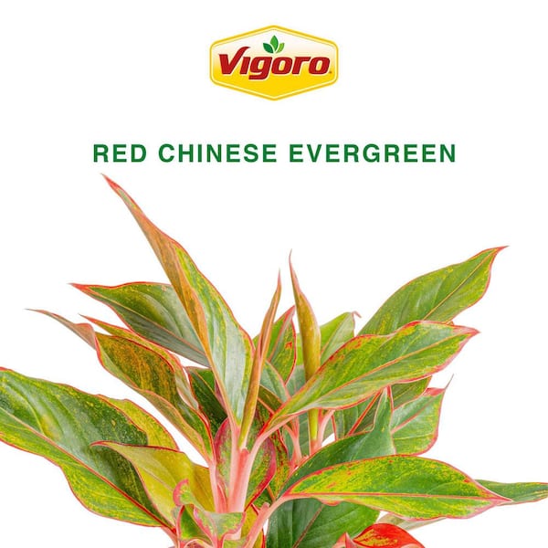 Reviews for Vigoro Grower's Choice Aglaonema Chinese Evergreen Indoor Plant  in 6 in. White Decor Pot, Avg. Shipping Height 1-2 ft. (2-Pack) | Pg 1 -  The Home Depot