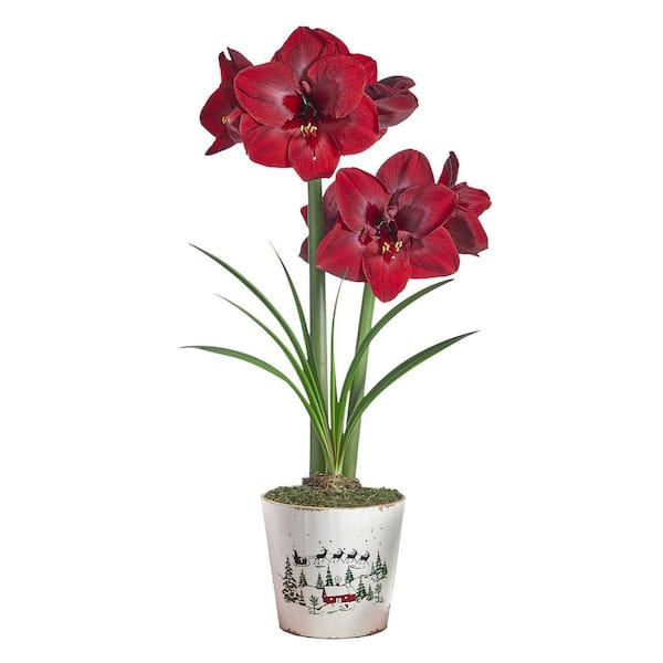 Gardens Alive! Carmen Red Flowering Amaryllis (Hippaestrum) Bulb Holiday Gift Kit, Planted in a Decorative 6 in. Pot
