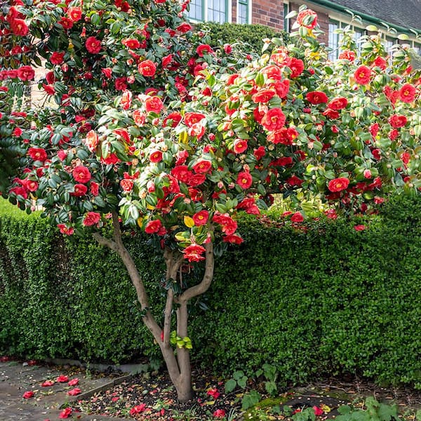 3 gal. Kramer's Supreme Japonica Camellia, Evergreen Shrub, with