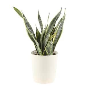 Grower's Choice Sansevieria Indoor Snake Plant in 8.75 in. Natural Decor Basket, Avg. Shipping Height 1-2 ft. Tall