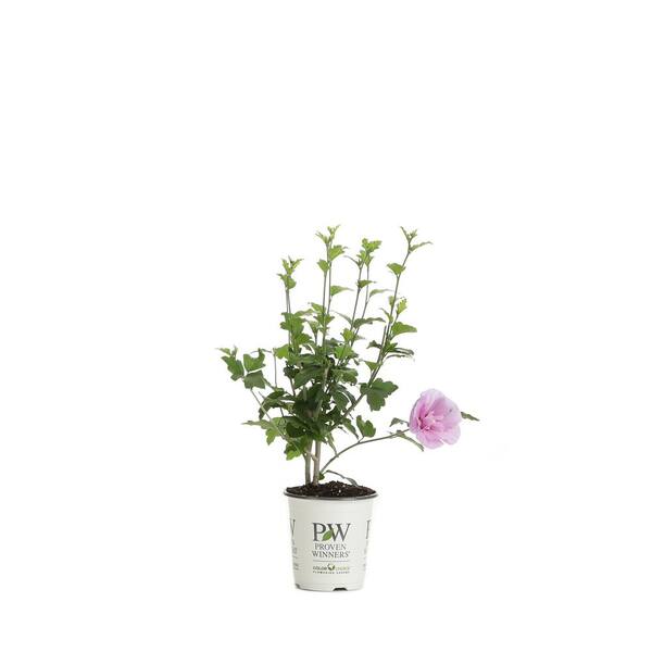 PROVEN WINNERS 4.5 in. Qt. Lavender Chiffon Rose of Sharon (Hibiscus) Live Shrub, Light Purple Flowers