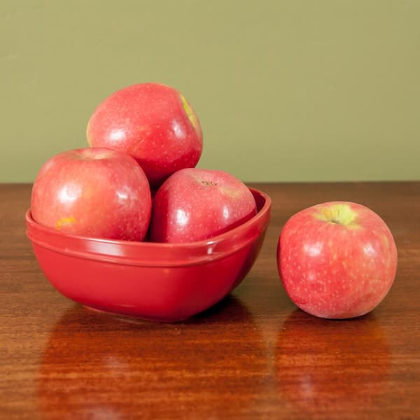 [JILLSTUART] APPLE ITALY ☆送料込☆ JILLSTUART] APPLE ITALY ☆送料込☆