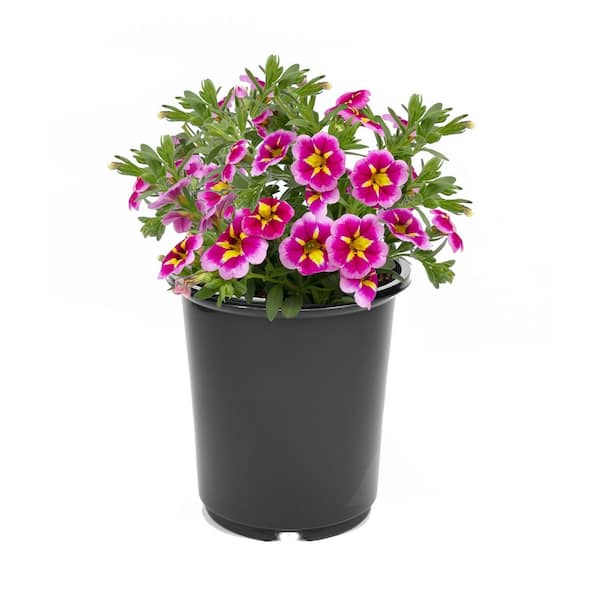 2.5 Qt. Calibrachoa Bumble Bee Pink Annual Plant with Pink and Yellow Bicolor Flowers-1-Pack