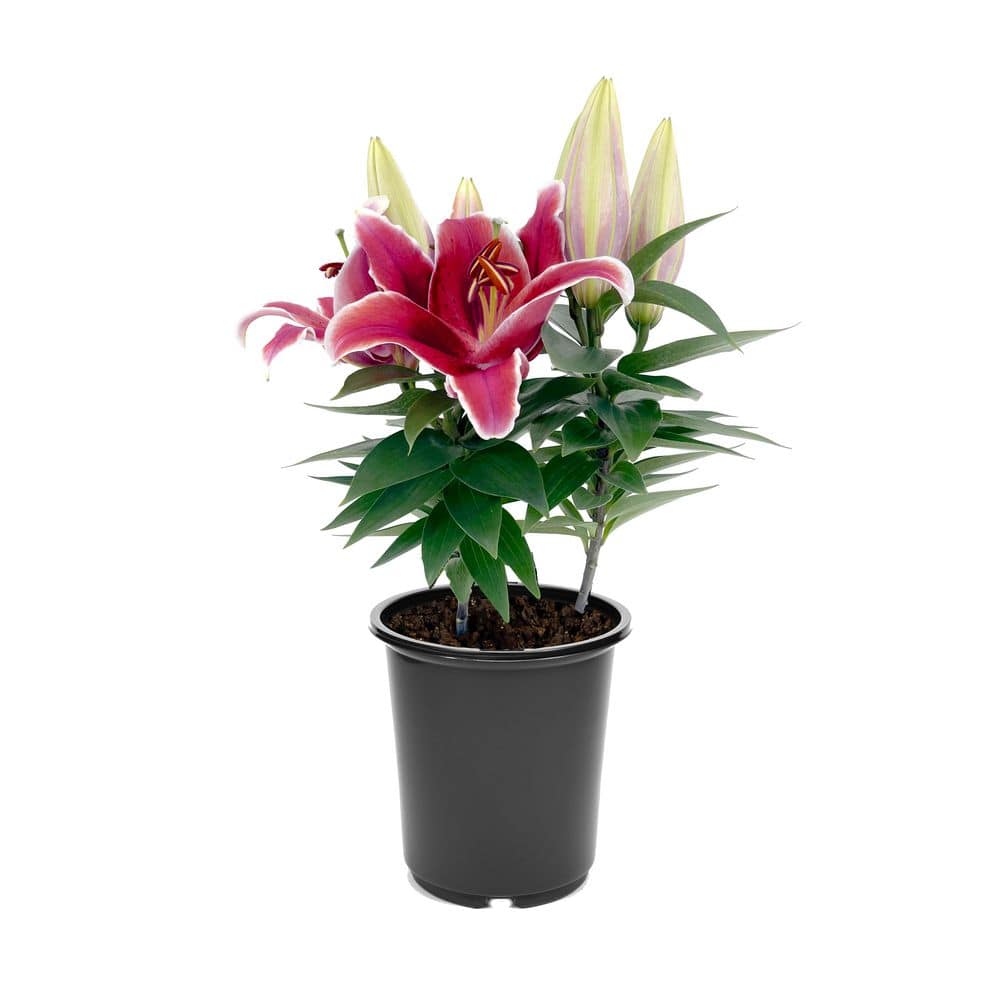 2.5 qt. Oriental Lily Perennial Plant with Red Flowers-1 Pack