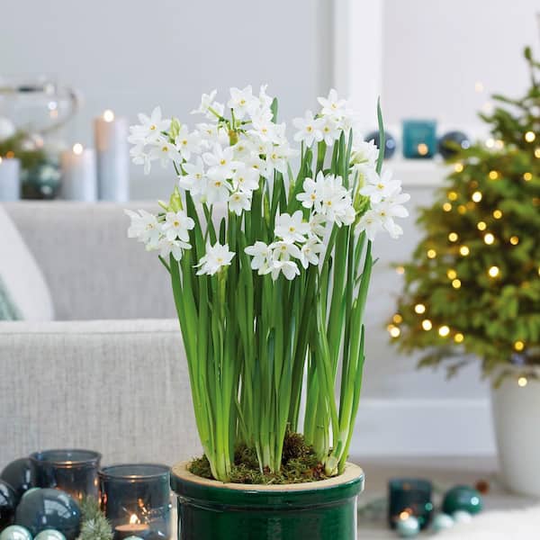 Garden State Bulb 14/15 cm. Ziva Paperwhite Narcissus Flower Bulbs (Bag of 60)