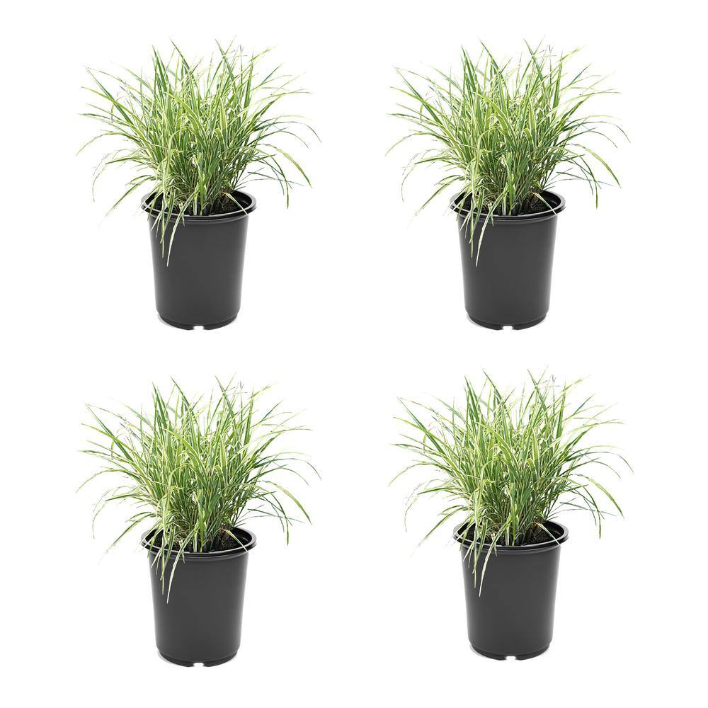 2.5 qt. Perennial Grass Miscanthus Sinensis Cosmopolitan (4-Pack) 2501 ...